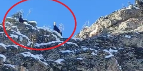 Dağda Mahsur Kalan 18 Keçi Kurtarılmayı Bekliyor!