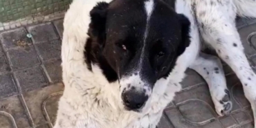 Ankara’da Sokak Köpeği Darp Edilerek Öldürüldü!