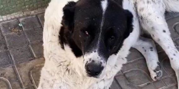 Ankara’da Sokak Köpeği Darp Edilerek Öldürüldü!