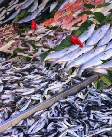 Sardalya: Sağlığın ve Ekonominin Dostu Balık