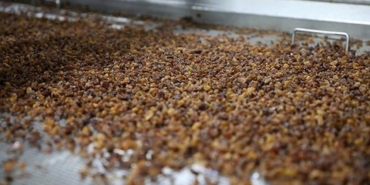 Kuru Üzüm: Sağlığın Gizli Kahramanı