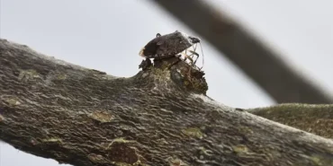 Kahverengi Kokarca ile Mücadelede Yeni Adımlar