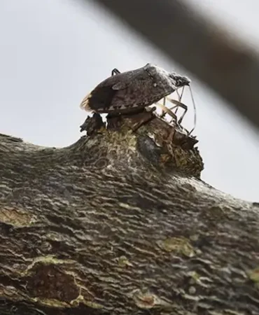 Kahverengi Kokarca ile Mücadelede Yeni Adımlar