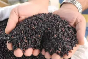 Şifalı Karamuk: Doğanın Gizli Hazinesi!