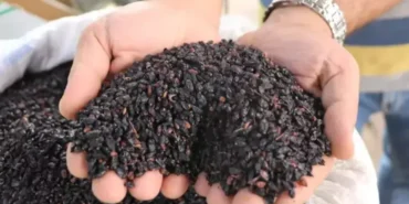 Şifalı Karamuk: Doğanın Gizli Hazinesi!