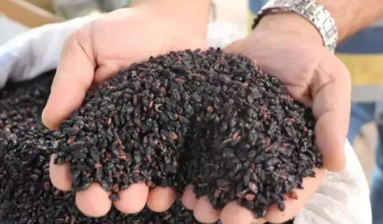 Şifalı Karamuk: Doğanın Gizli Hazinesi!