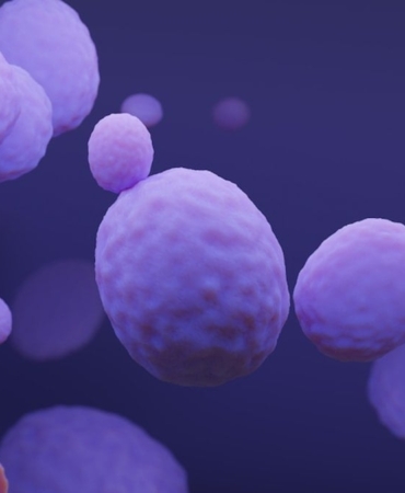 Ölüme Davetiye: C. auris Mantar Tehdidi Artıyor