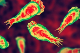 Amipler Su Sistemlerinde Gizli Tehdit Oluşturuyor!