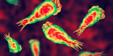 Amipler Su Sistemlerinde Gizli Tehdit Oluşturuyor!