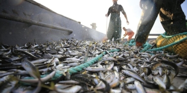 Karacaören Barajı’ndan Yüzde 80 Balık İhracı!