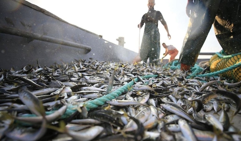 Karacaören Barajı’ndan Yüzde 80 Balık İhracı!